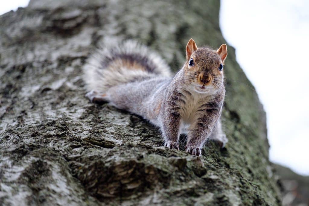 Beware winter rodent infestations in East Texas! Contact Select Pest Control to keep your home critter-free this season.