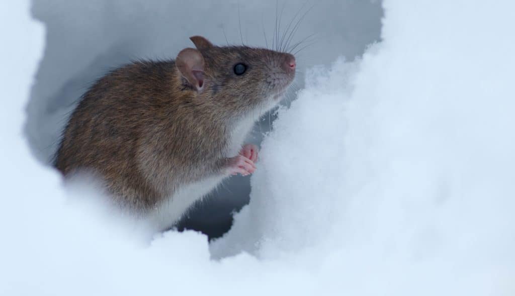 Beware winter rodent infestations in East Texas! Contact Select Pest Control to keep your home critter-free this season.