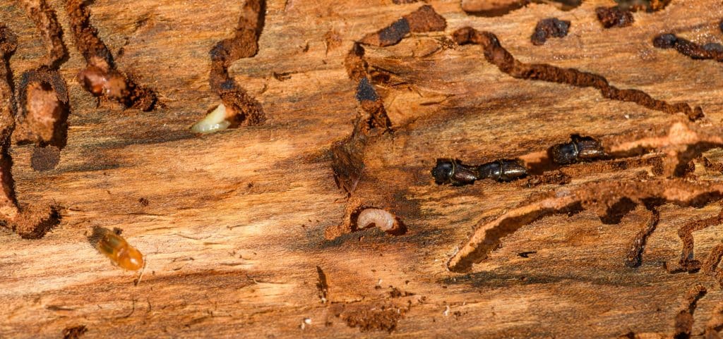 Stop termites from destroying your home with 5 simple steps. Contact Select Pest Control Services to prevent termites! 