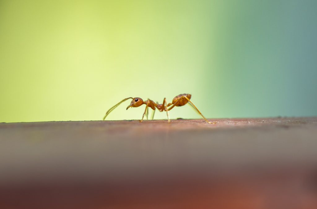 Ant infestation ruining your summer? Learn the signs and get help from Select Pest Control today!