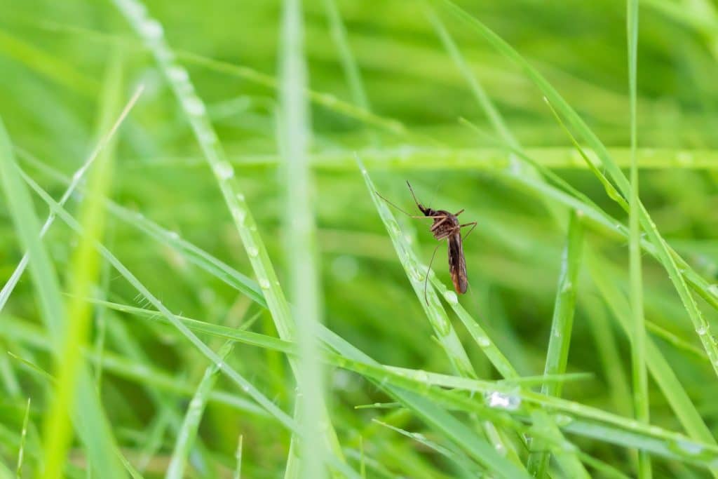 Why Mosquito Control is Essential in East Texas